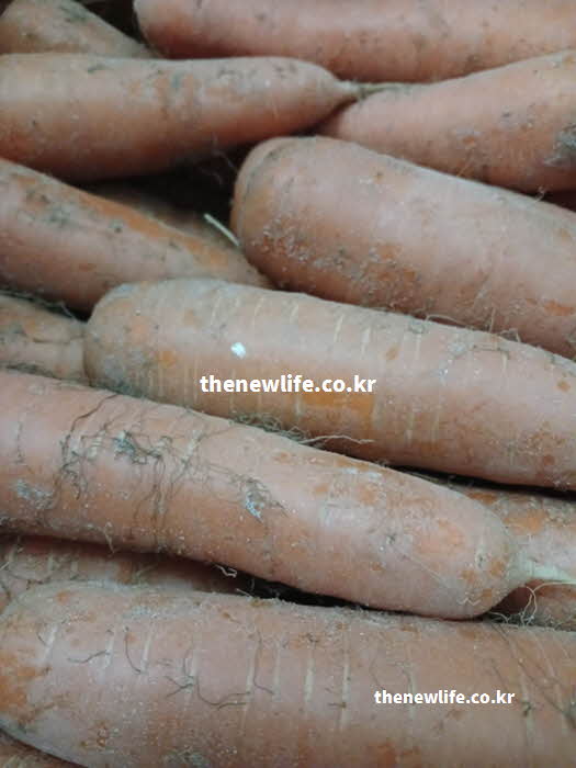 당근 효능 위장 건강을 돕는 식이섬유