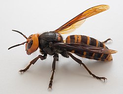말벌