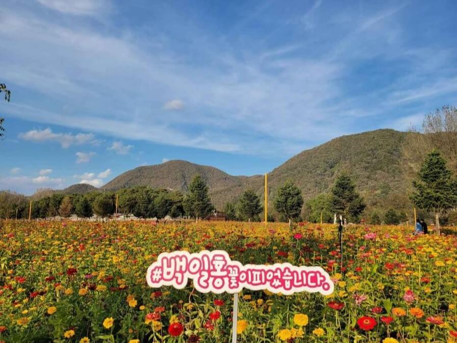 Colorful Garden 자라섬 꽃 페스타 완전 정복 가이드!!