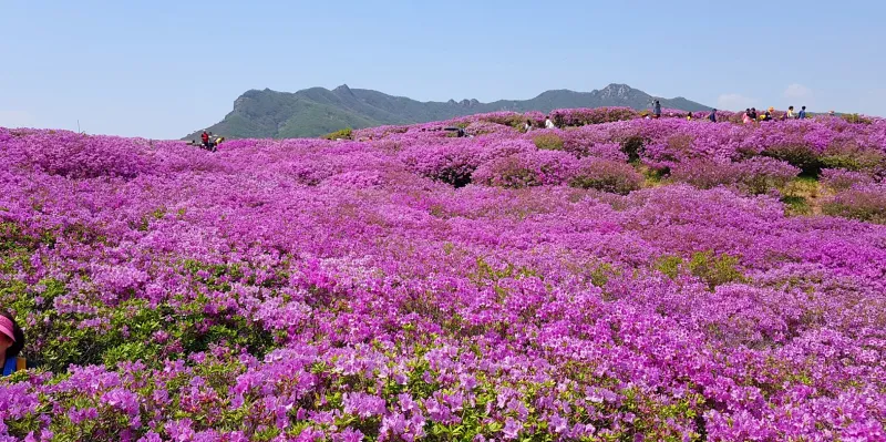 합천 황매산 철쭉
