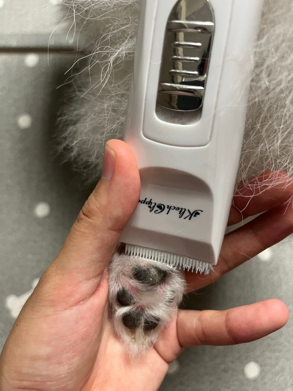 강아지_발바닥_털