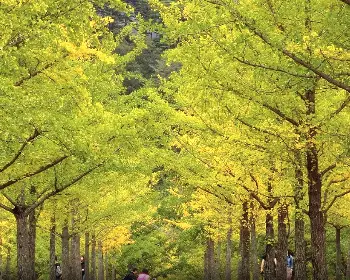 홍천 은행나무숲_11