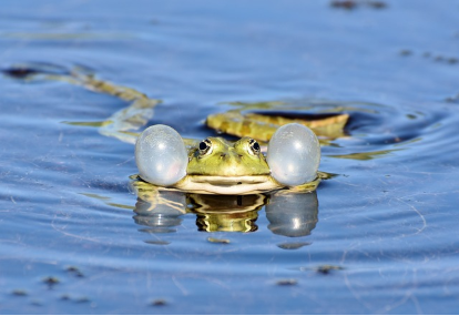 개구리의 울음소리: 교배와 영역 방어를 위한 자연의 교향곡