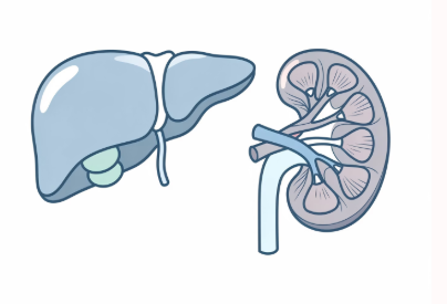 피부에 멍이 잘드는 이유