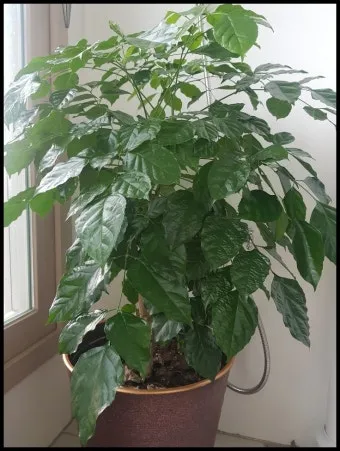 녹보수 물주기 광량관리 환기요령 비료주기 침실 거실 추천_16