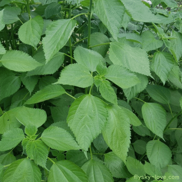 달짝한 고급 산나물 모시대