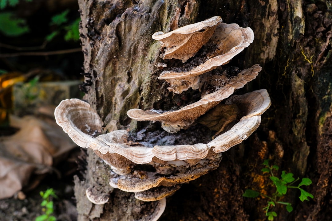 fungus