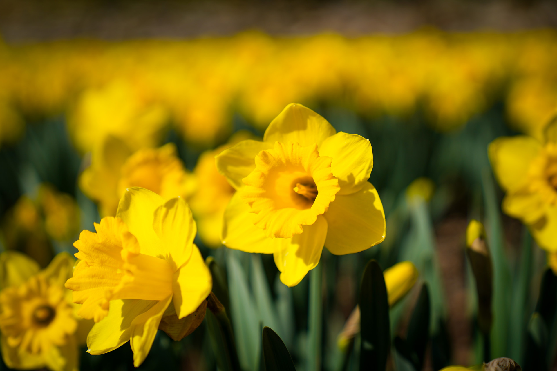 거제 공곶이 수선화 개화시기&만개시기