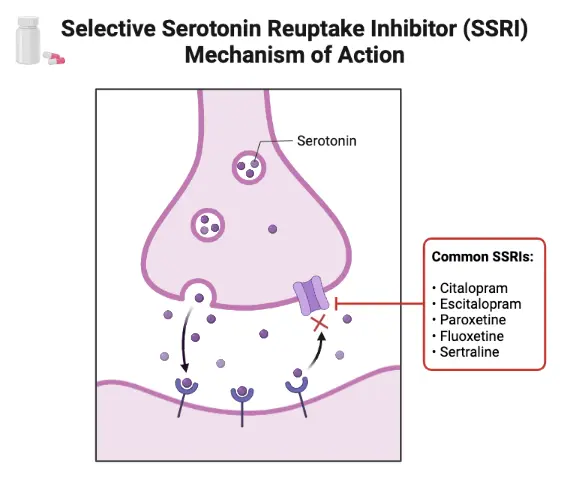 SSRI-작용기전