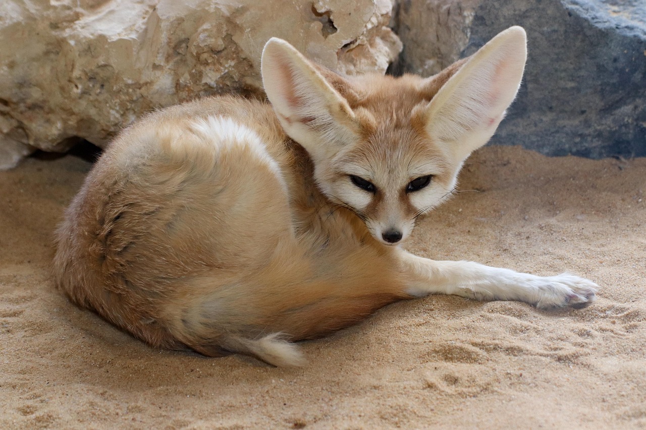 사막 모래 위에서 귀를 세우고 있는 페넥여우(Fennec Fox)