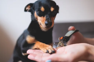 강아지 발톱깍기/출처:어도비스톡