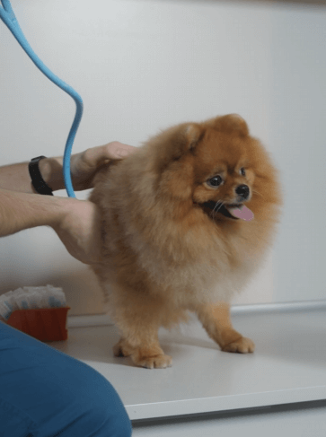 2025년 반려동물 의료비 통계 총정리