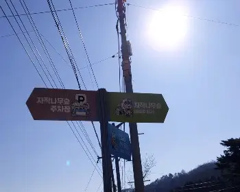 인제 자작나무숲_23