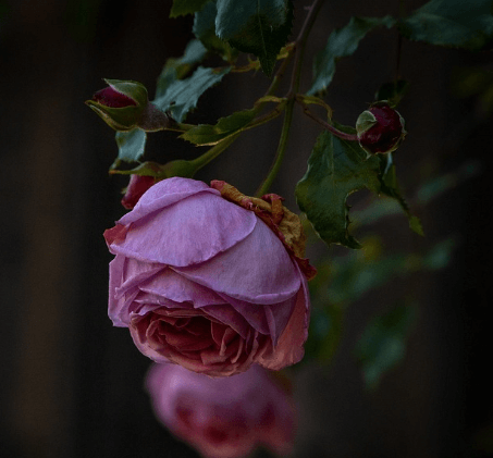 삼척장미축제 일정 입장료 주차장 관람꿀팁