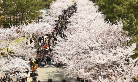  광안리 벚꽃 명소