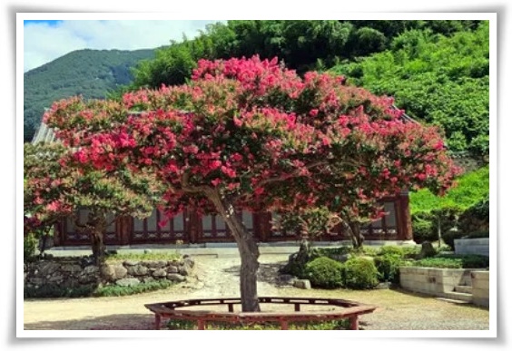 화초 "배롱나무" 한여름 100일 동안 피어나는 정원의 보석!