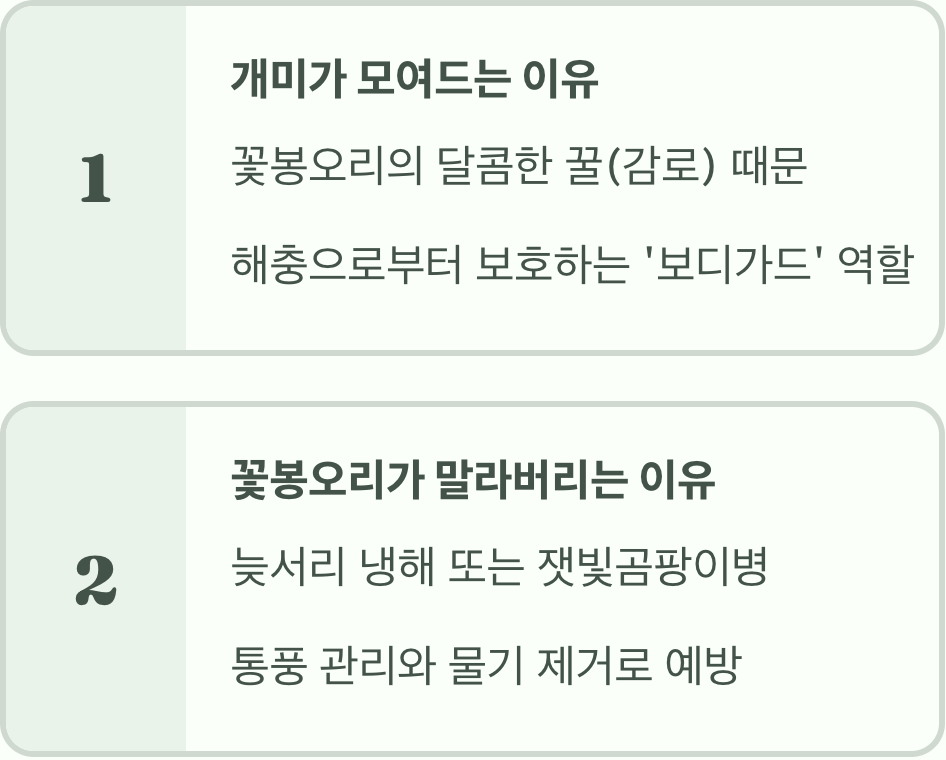 우리 집 작약, 왜 잎만 무성하고 꽃이 안 필까요? (7가지 원인)