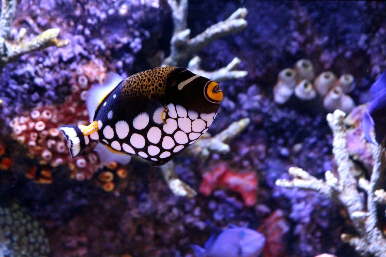 쥐치(filefish) 간유의 특수 지방산 조성과 면역 반응 강화 효과