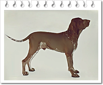 사냥견
브라코 이탈리아노(Bracco Italiano)