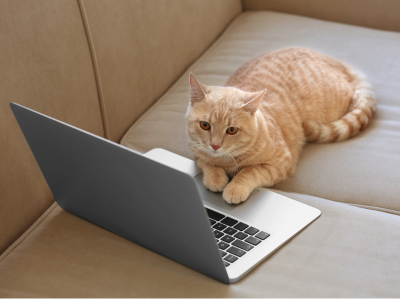 고양이가 집에 들어오는 꿈 해몽 해석 행운일까?