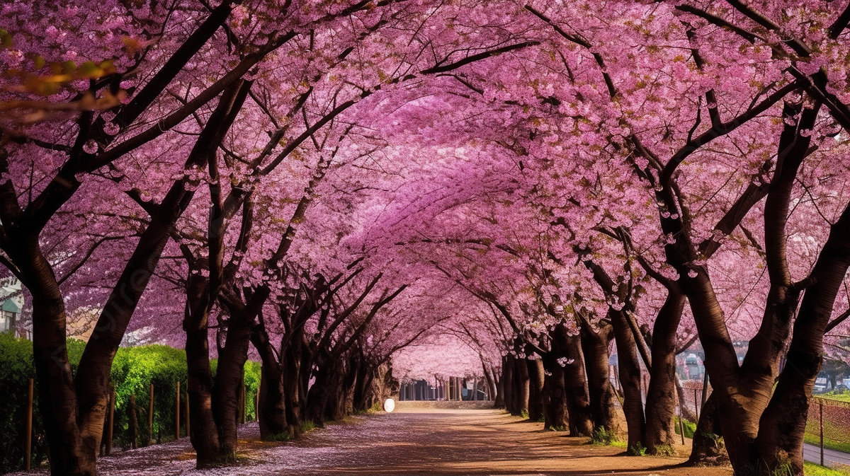 2025 벚꽃 개화 시기 전국 벚꽃 명소