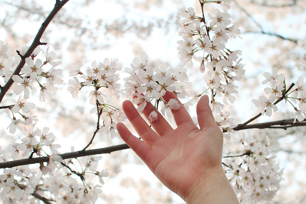 제 9회 천안위례 벚꽃축제 기본일정과 프로그램 소개