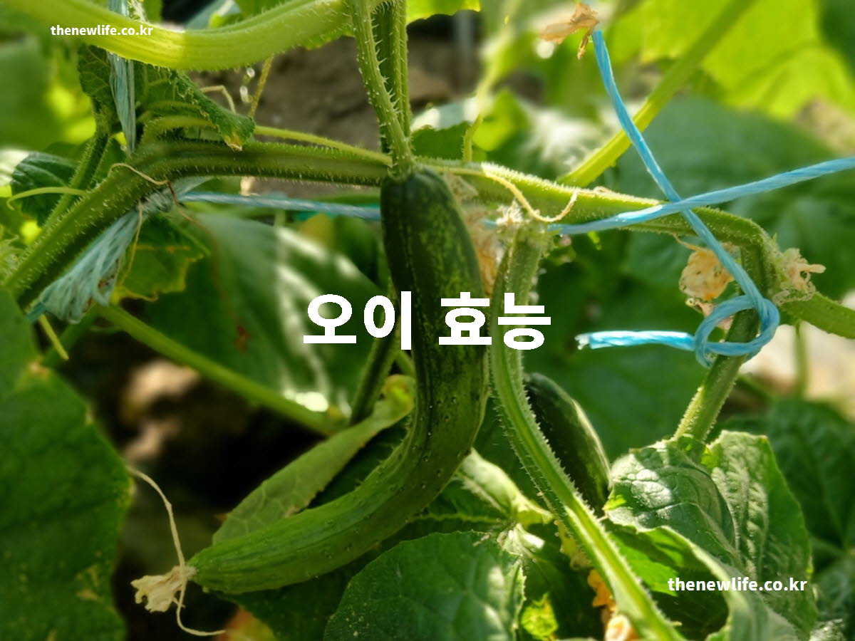 오이 효능 대표 실사진