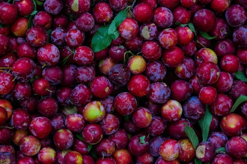 폴리페놀과 안토시아닌이 풍부한 자두의 효능에 대해 알아볼게요