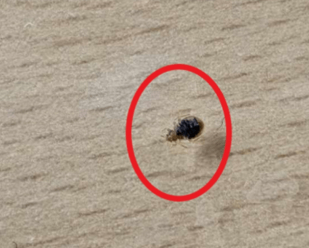 충북 충주 빈대 발견 퇴치법 질병관리청