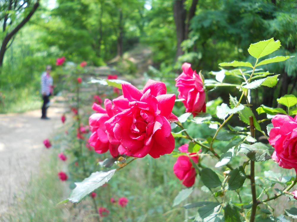 안산자락길(AnsanJarakgil)의 빨간장미