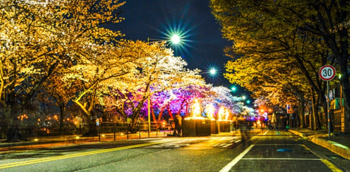 여의도 벚꽃축제 일정