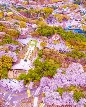 대구 이월드 벚꽃축제 관련사진