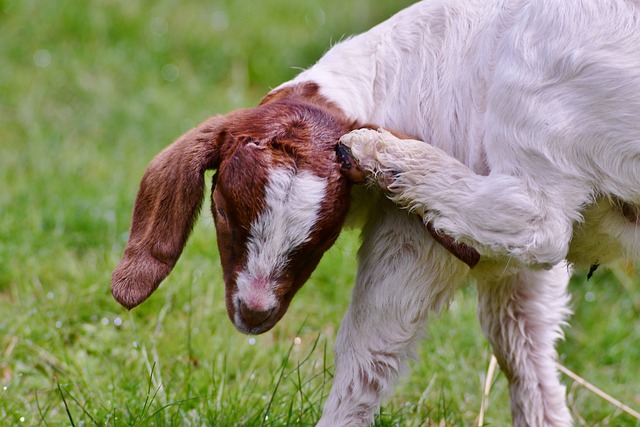 μΈμ΄λμΌ μλ²½ κ°μ΄λ