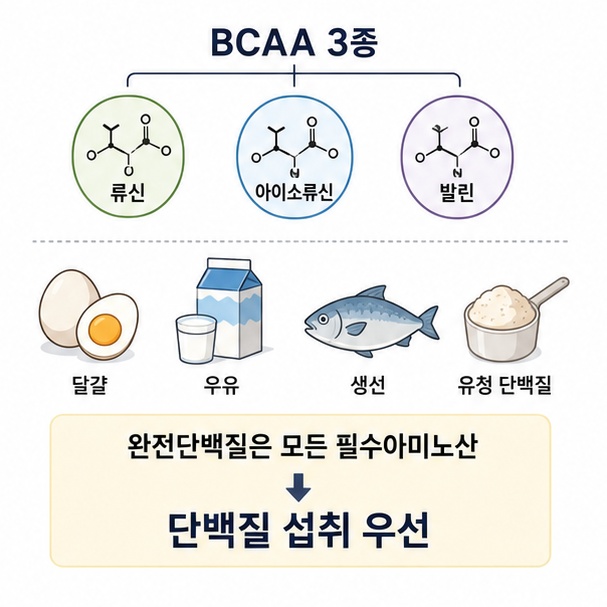 BCAA 세 가지 아미노산과 모든 필수아미노산을 제공하는 완전단백질 식품의 차이를 비교하는 그림