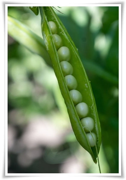 "10월 하순, 완두콩 심어보세요!" 겨울을 이겨낸 완두콩 건강한 영양소 듬뿍!