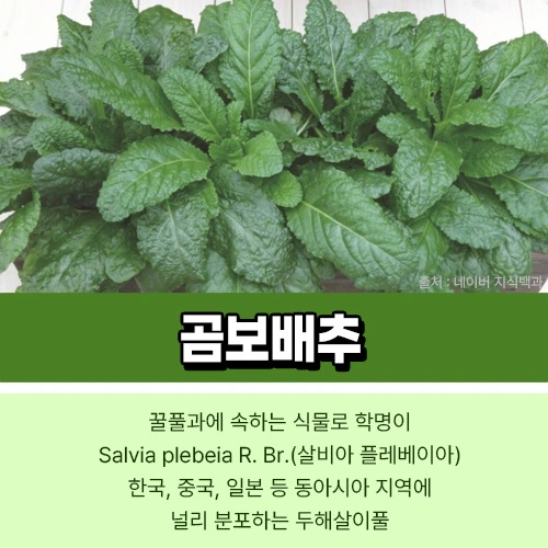 곰보배추