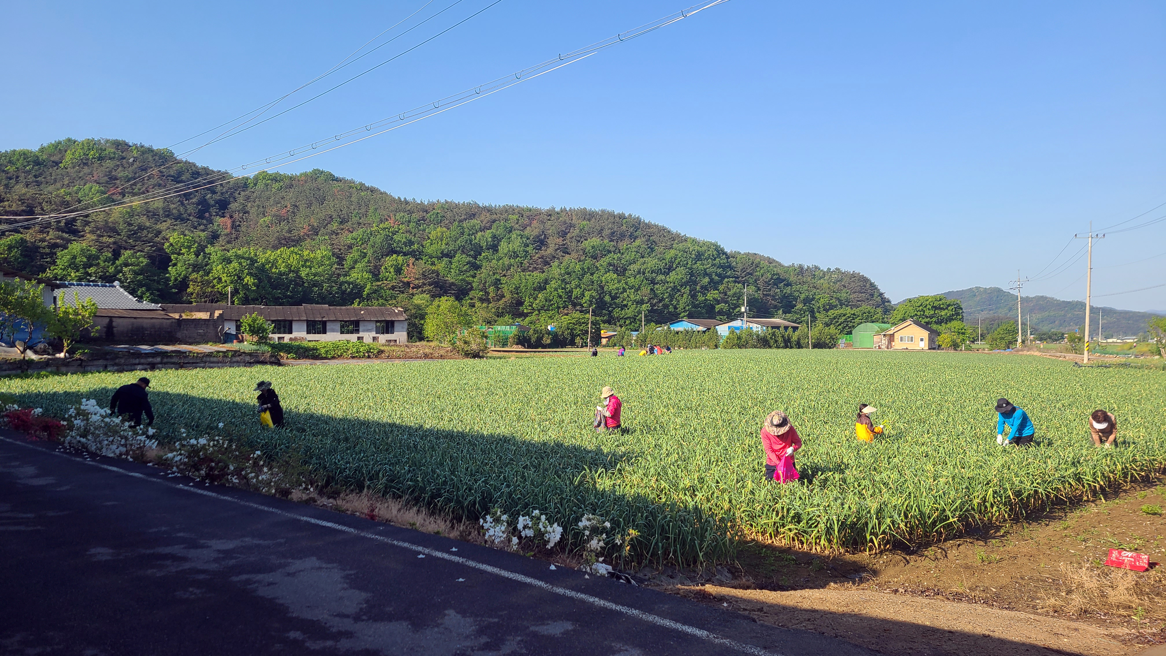 마늘종을 뽑는 날