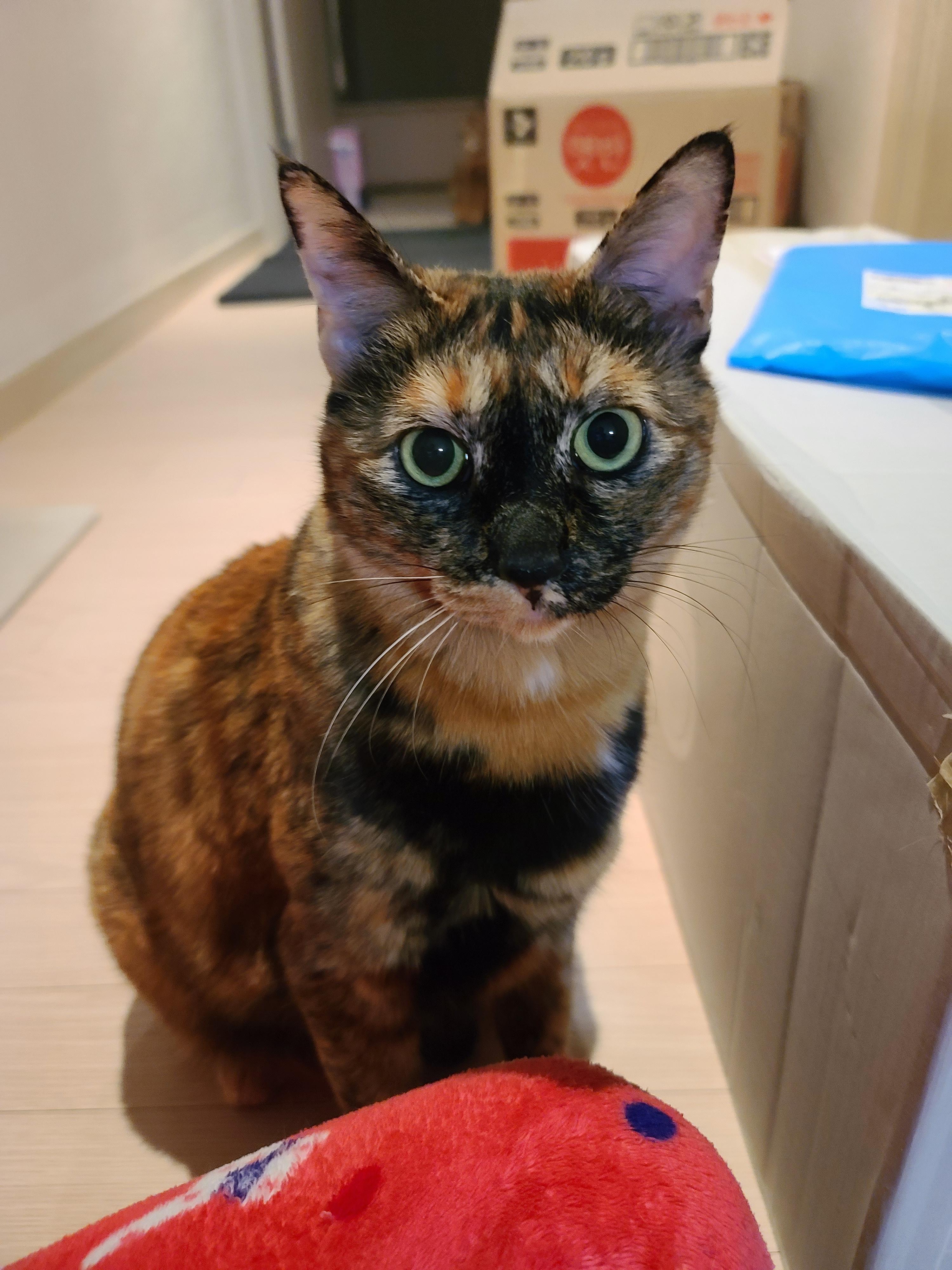 나는야 고양이를 몰고 다니는 사람. 캣닢인간인가봉가