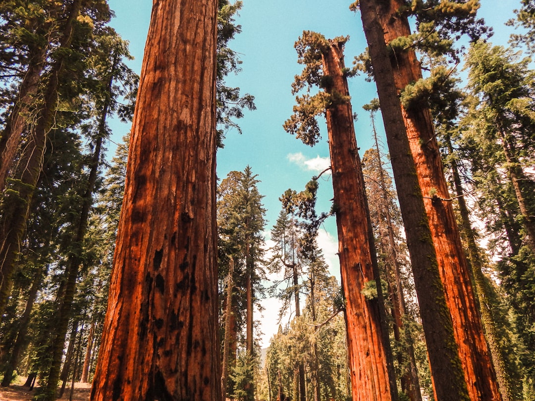 Forestry
