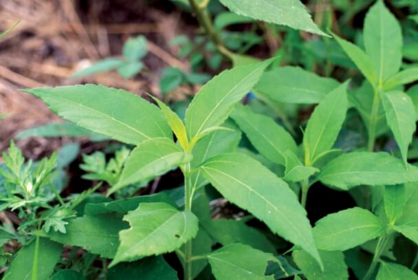 여름철-돼지감자-잎과-갓-캐낸-돼지감자