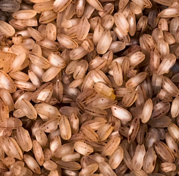 탄수화물 부족증상 대처법