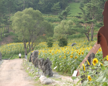태백 해바라기 축제 가는 길_4
