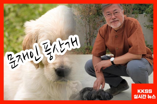 문재인 풍산개
