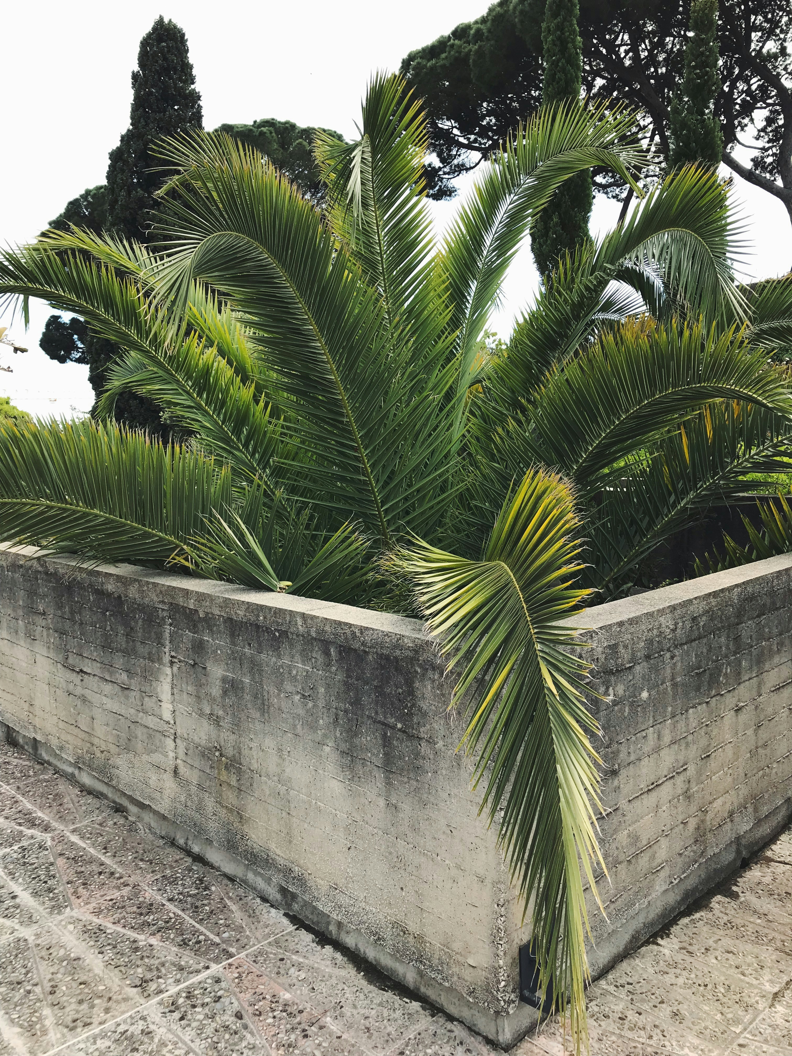 사진: <a href="https://unsplash.com/ko/%EC%82%AC%EC%A7%84/%EB%85%B9%EC%83%89-%EC%8B%9D%EB%AC%BC%EC%9D%B4-%EA%B0%80%EB%93%9D%ED%95%9C-%ED%99%94%EB%B6%84-m_GUE_E4MLs?utm_content=creditCopyText&amp;utm_medium=referral&amp;utm_source=unsplash">Unsplash</a>의<a href="https://unsplash.com/ko/@oxavrmnk?utm_content=creditCopyText&amp;utm_medium=referral&amp;utm_source=unsplash">Oksana Avramenko</a>