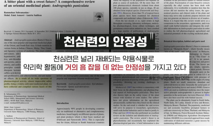 천심련 효능