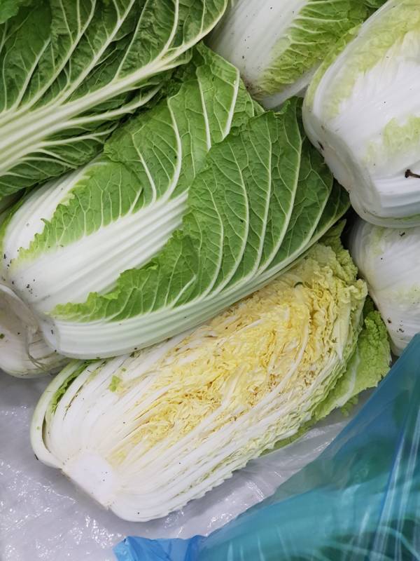 김장배추 비교적 알이찬 속