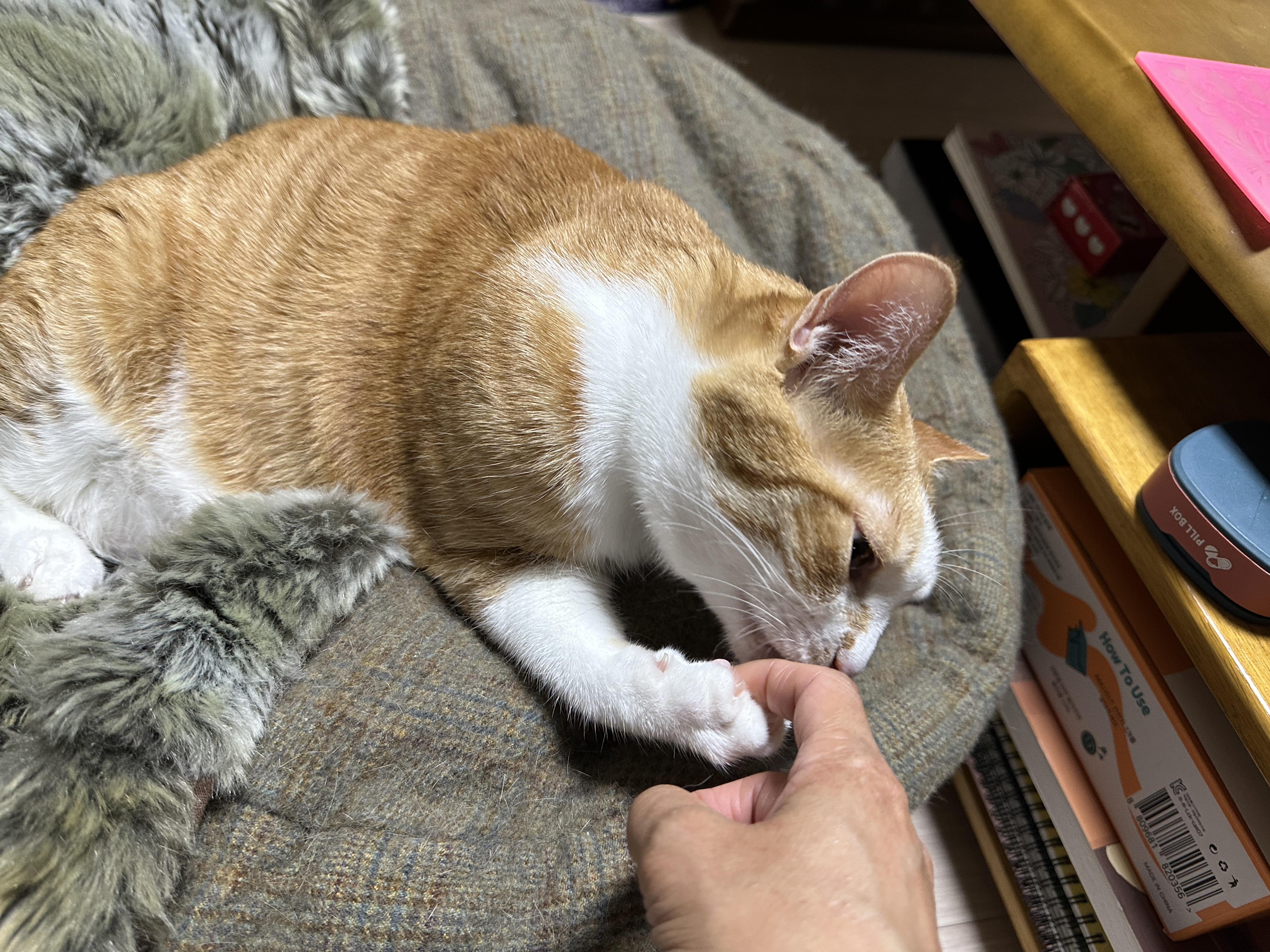 호야 배를 만졌더니 돌아온 것은...(feat. 그루밍 중독 치즈냥이 호야)