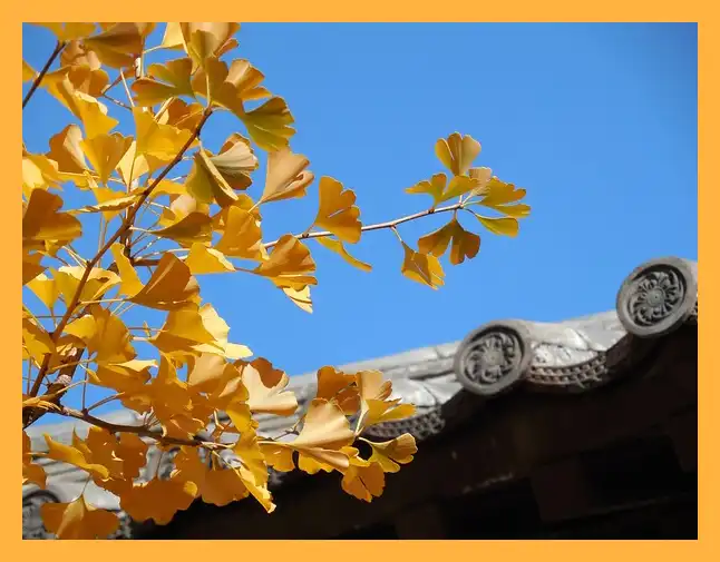 문광저수지 은행나무길