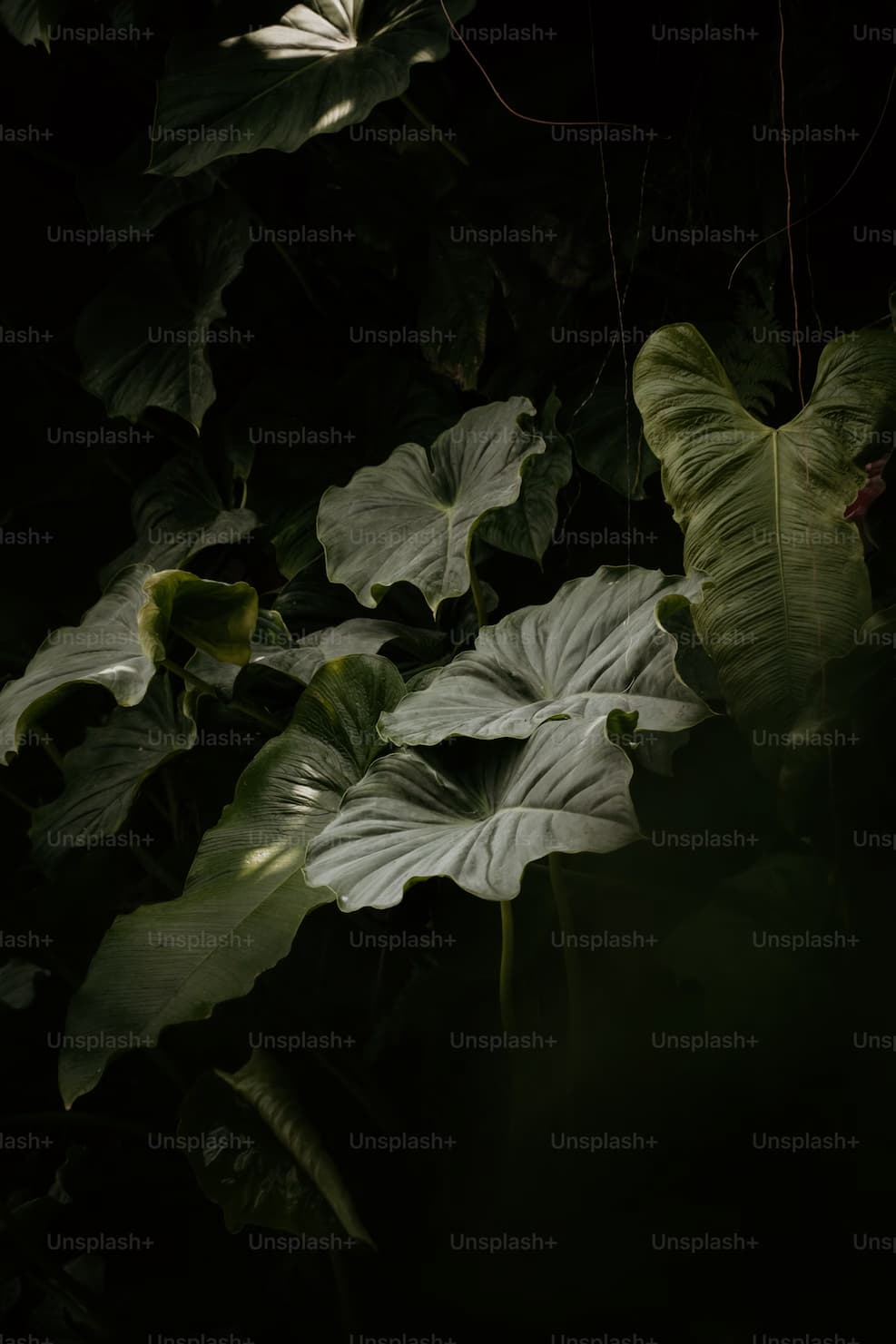 햇빛 없이도 잘 자라는 친환경 식물 7가지 – 에너지 절약형 가드닝