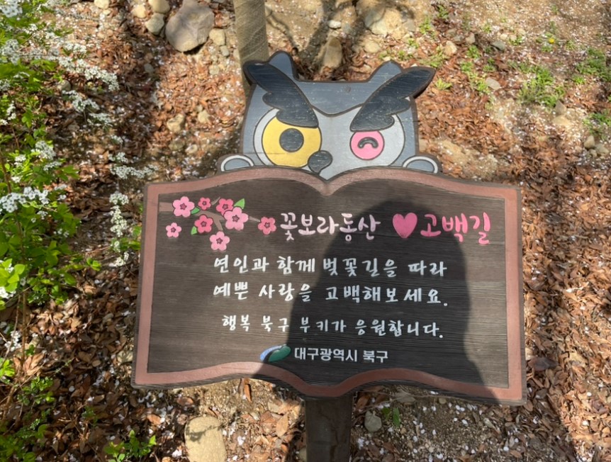 대구 벚꽃
